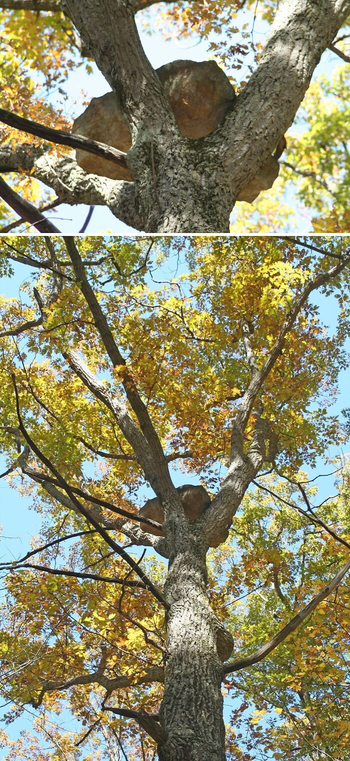 How Did This 400lb Rock Get 40 Feet Up In The Tree? Magic?
