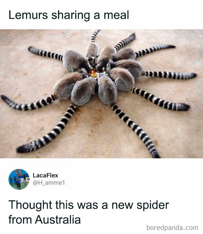 Get Ready to Giggle: 75 Animal Memes That Are Basically Comedy Gold