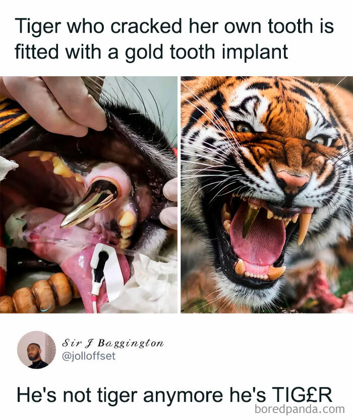 Get Ready to Giggle: 75 Animal Memes That Are Basically Comedy Gold