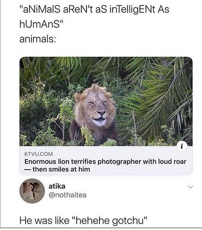 Get Ready to Giggle: 75 Animal Memes That Are Basically Comedy Gold