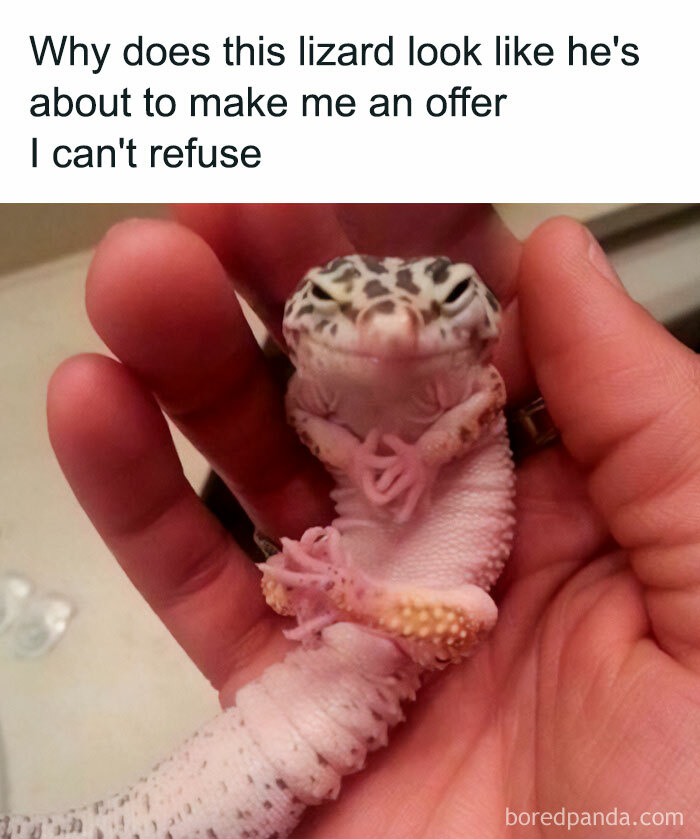Get Ready to Giggle: 75 Animal Memes That Are Basically Comedy Gold
