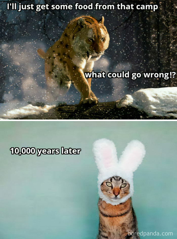 Get Ready to Giggle: 75 Animal Memes That Are Basically Comedy Gold