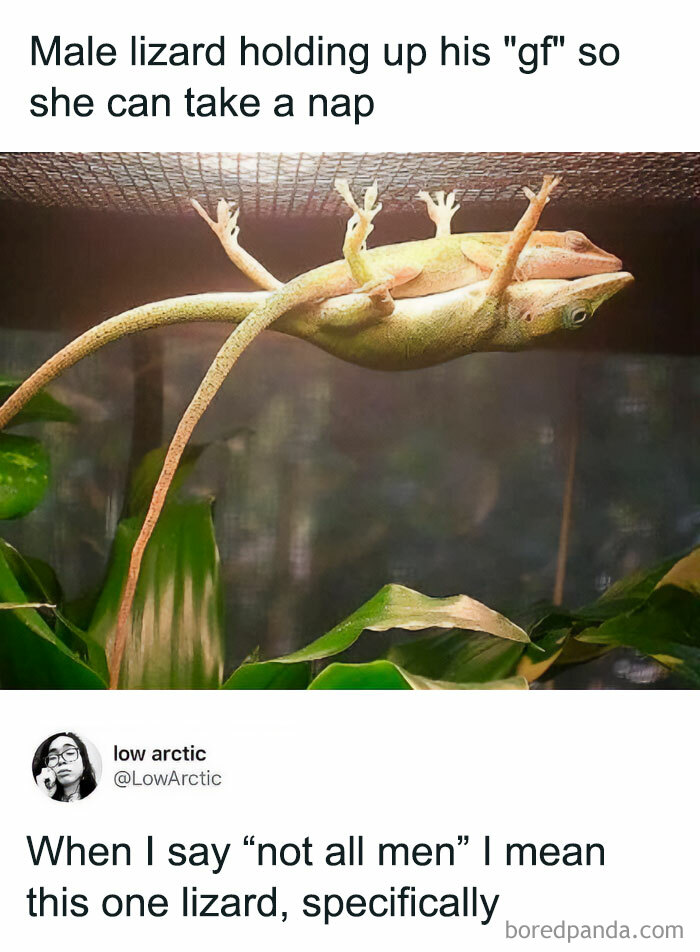 Get Ready to Giggle: 75 Animal Memes That Are Basically Comedy Gold