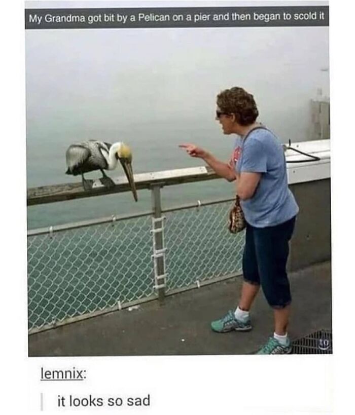 Get Ready to Giggle: 75 Animal Memes That Are Basically Comedy Gold