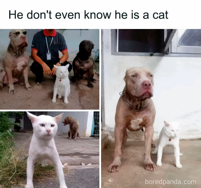 Get Ready to Giggle: 75 Animal Memes That Are Basically Comedy Gold