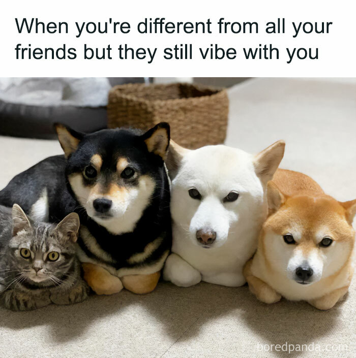 Get Ready to Giggle: 75 Animal Memes That Are Basically Comedy Gold