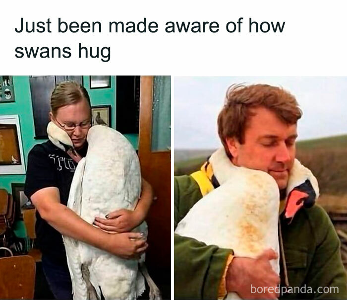 Get Ready to Giggle: 75 Animal Memes That Are Basically Comedy Gold