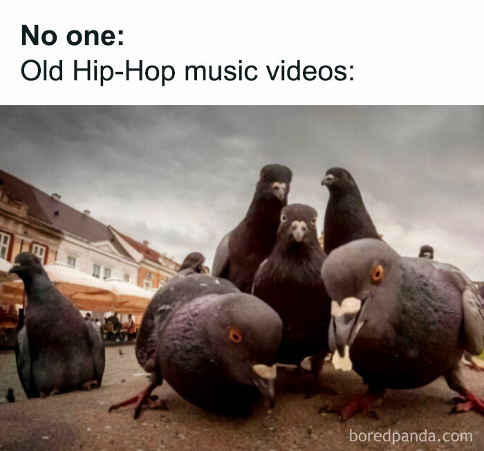 Get Ready to Giggle: 75 Animal Memes That Are Basically Comedy Gold