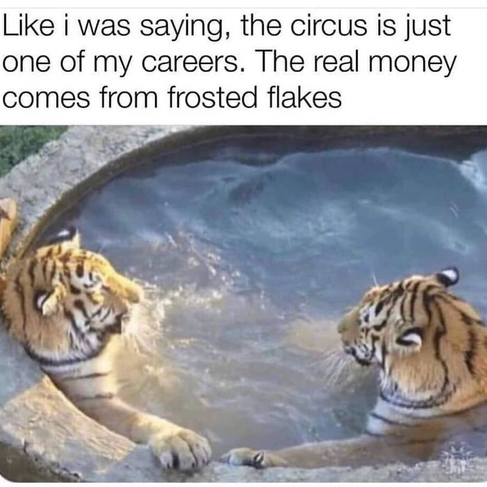 Get Ready to Giggle: 75 Animal Memes That Are Basically Comedy Gold