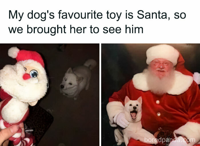 Get Ready to Giggle: 75 Animal Memes That Are Basically Comedy Gold
