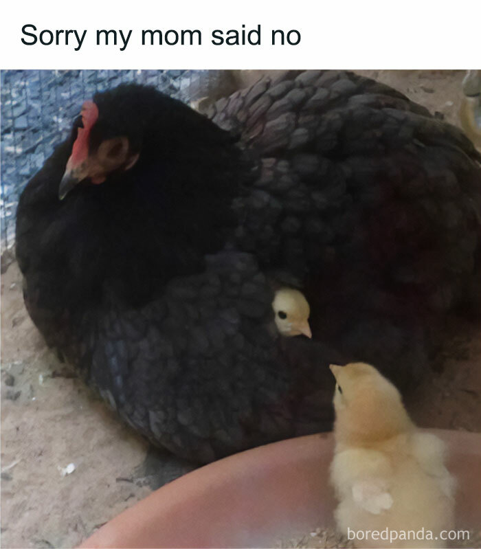 Get Ready to Giggle: 75 Animal Memes That Are Basically Comedy Gold