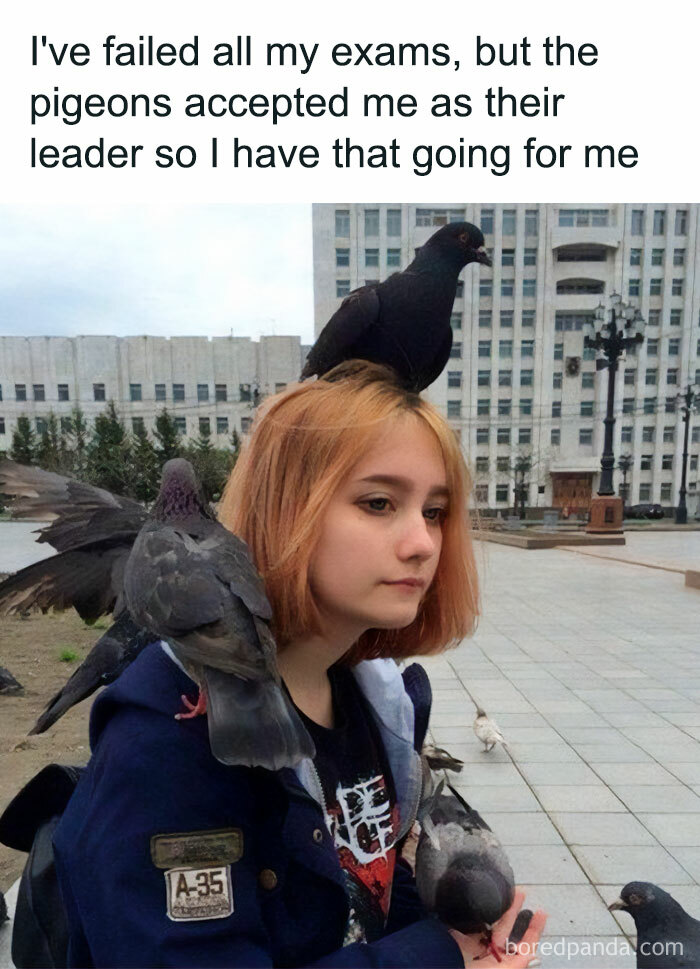 Get Ready to Giggle: 75 Animal Memes That Are Basically Comedy Gold