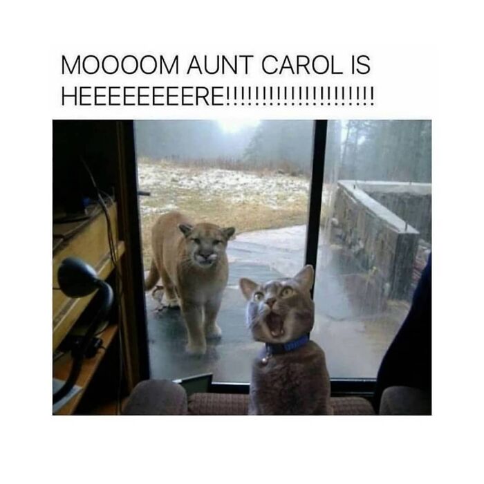 Get Ready to Giggle: 75 Animal Memes That Are Basically Comedy Gold