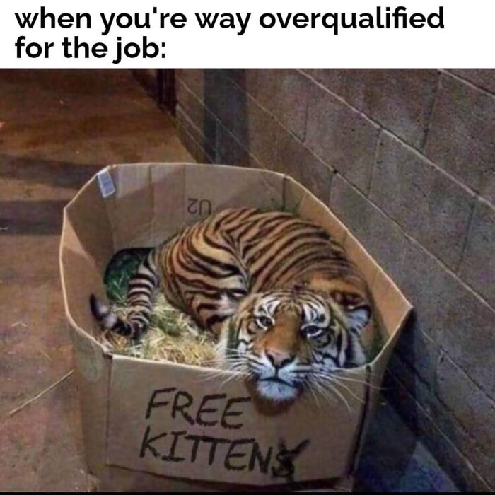 Get Ready to Giggle: 75 Animal Memes That Are Basically Comedy Gold