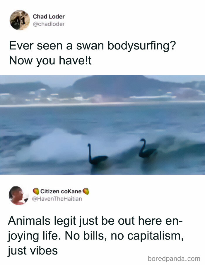 Get Ready to Giggle: 75 Animal Memes That Are Basically Comedy Gold