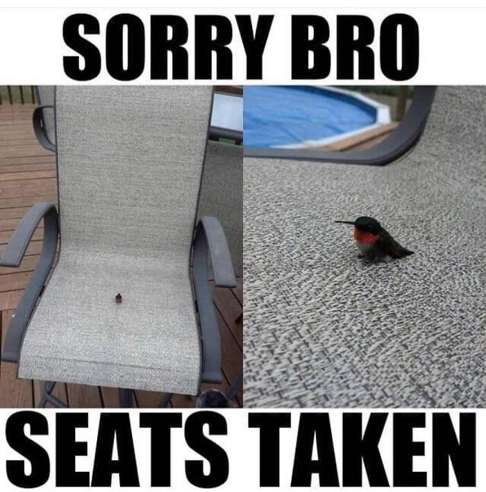 Get Ready to Giggle: 75 Animal Memes That Are Basically Comedy Gold