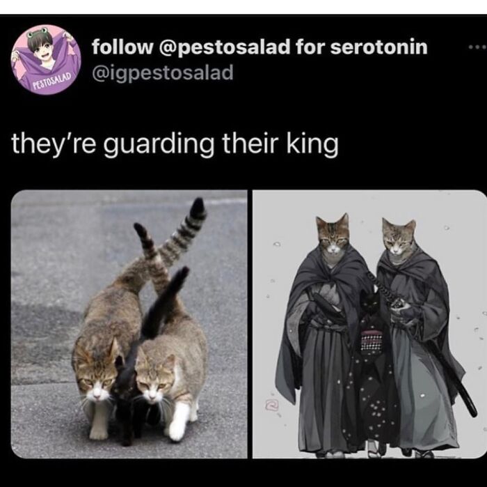 Get Ready to Giggle: 75 Animal Memes That Are Basically Comedy Gold