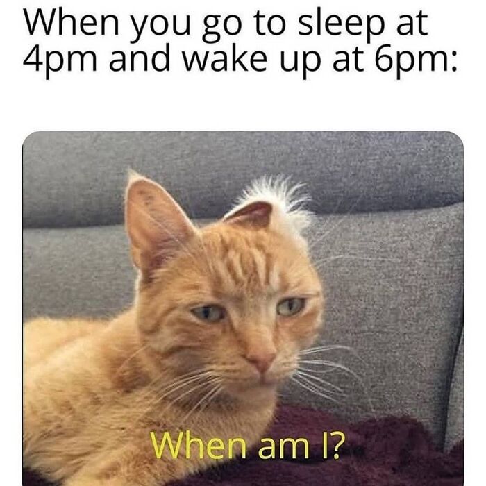 Get Ready to Giggle: 75 Animal Memes That Are Basically Comedy Gold