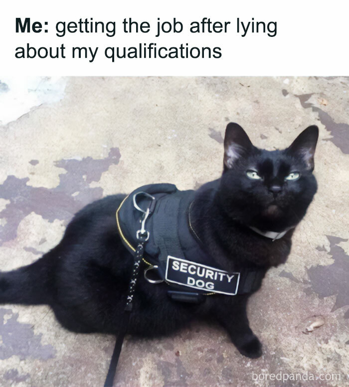 Get Ready to Giggle: 75 Animal Memes That Are Basically Comedy Gold