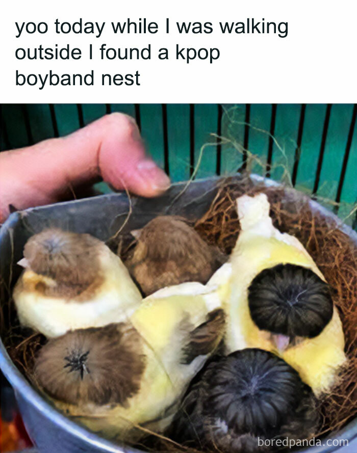 Get Ready to Giggle: 75 Animal Memes That Are Basically Comedy Gold