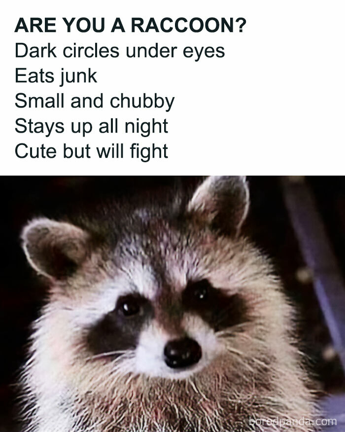 Get Ready to Giggle: 75 Animal Memes That Are Basically Comedy Gold