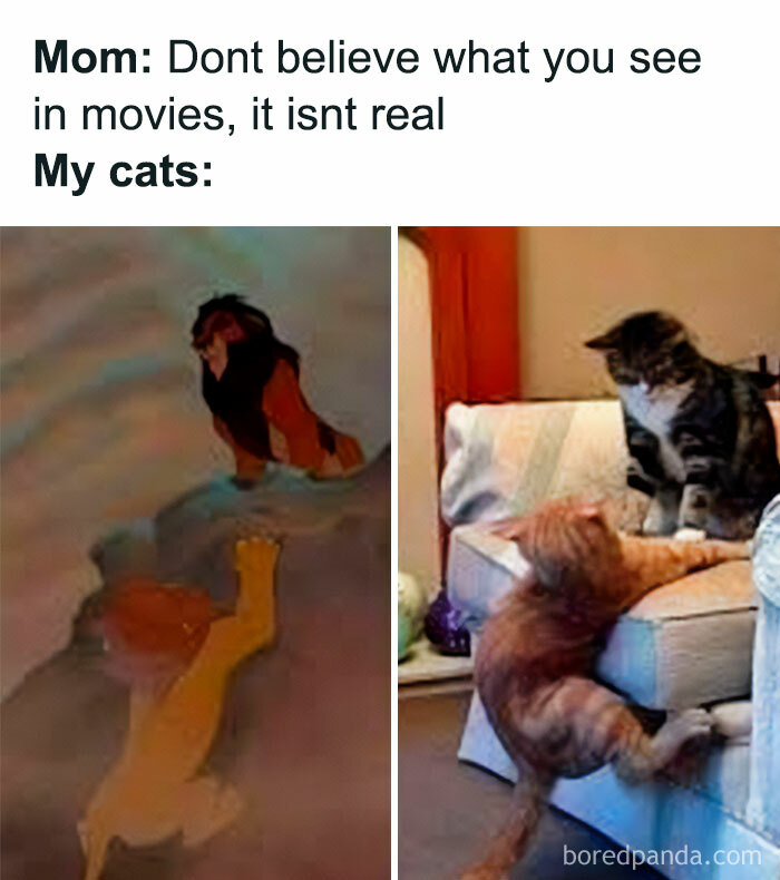 Get Ready to Giggle: 75 Animal Memes That Are Basically Comedy Gold