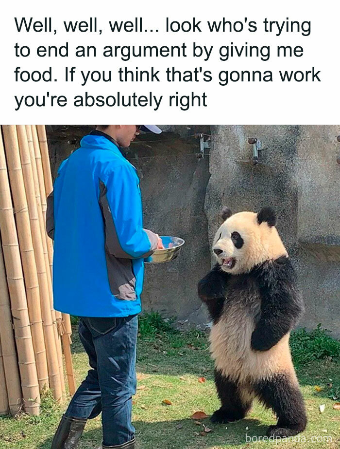 Get Ready to Giggle: 75 Animal Memes That Are Basically Comedy Gold