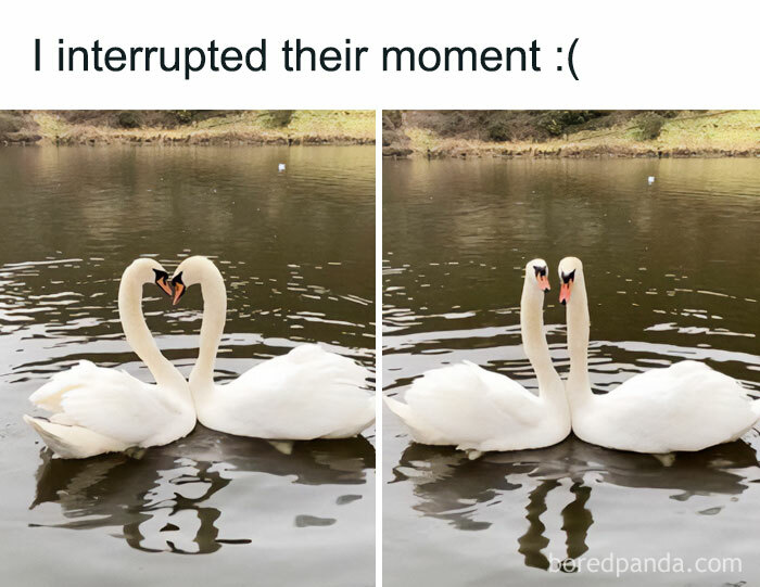 Get Ready to Giggle: 75 Animal Memes That Are Basically Comedy Gold