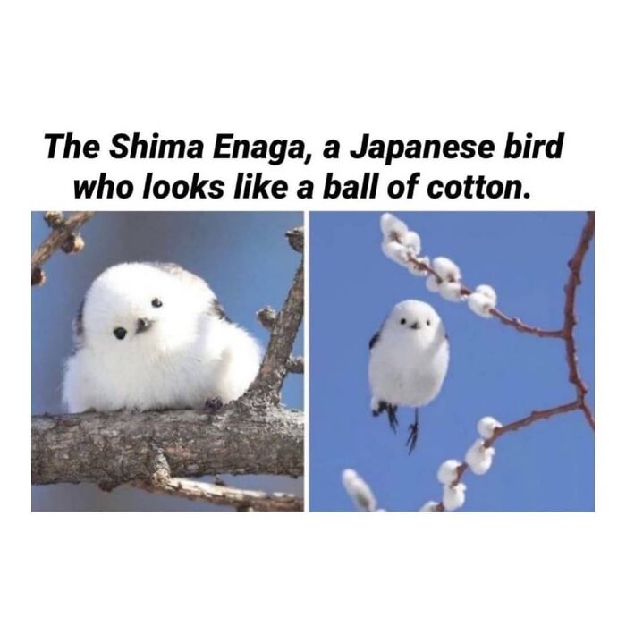 Get Ready to Giggle: 75 Animal Memes That Are Basically Comedy Gold
