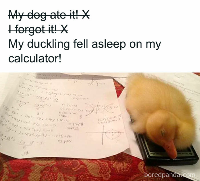 Get Ready to Giggle: 75 Animal Memes That Are Basically Comedy Gold