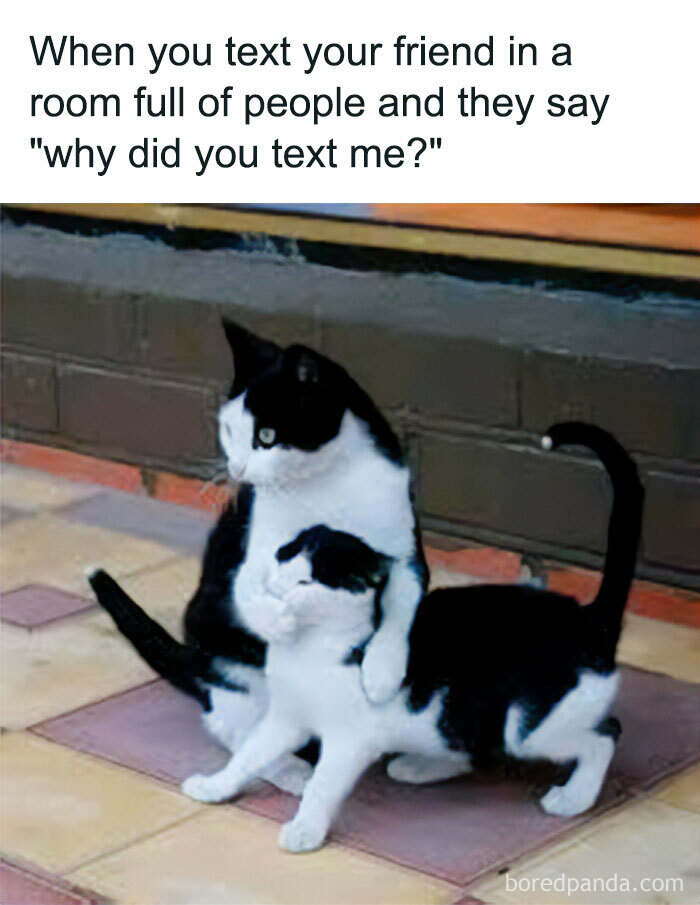 Get Ready to Giggle: 75 Animal Memes That Are Basically Comedy Gold