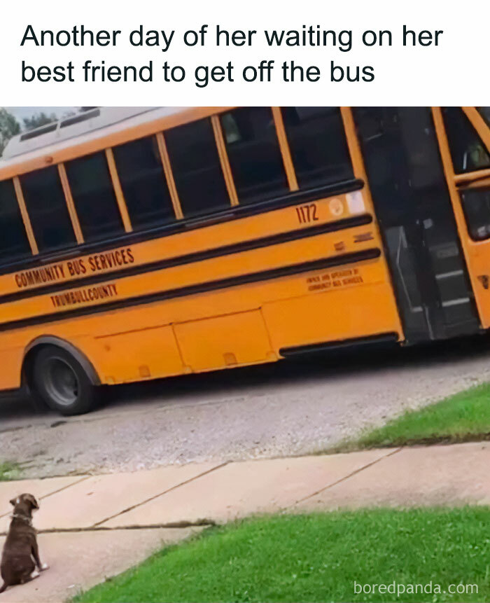 Get Ready to Giggle: 75 Animal Memes That Are Basically Comedy Gold