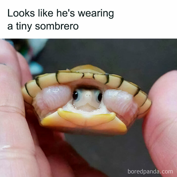 Get Ready to Giggle: 75 Animal Memes That Are Basically Comedy Gold