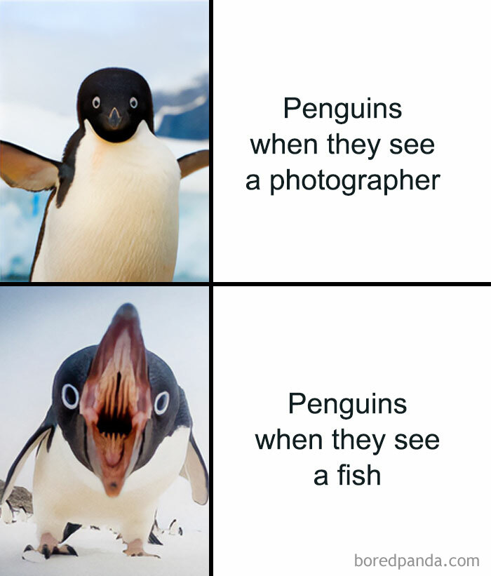 Get Ready to Giggle: 75 Animal Memes That Are Basically Comedy Gold