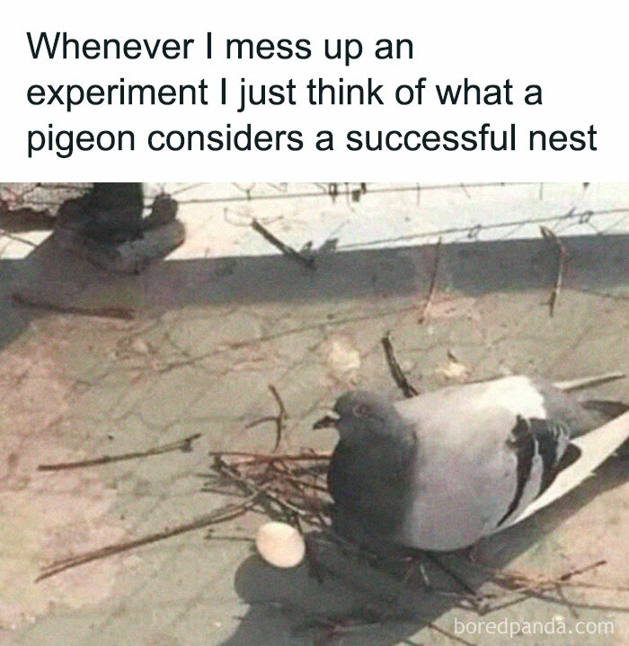 Get Ready to Giggle: 75 Animal Memes That Are Basically Comedy Gold