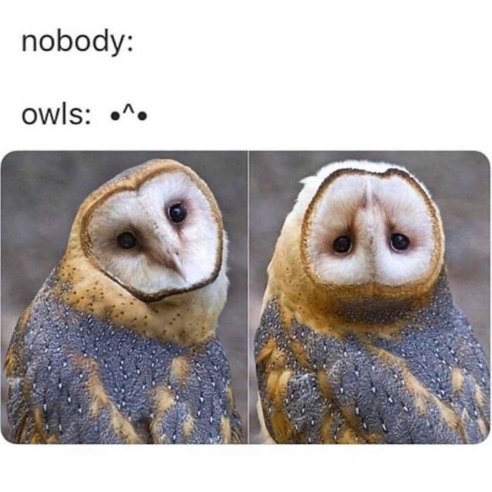 Get Ready to Giggle: 75 Animal Memes That Are Basically Comedy Gold