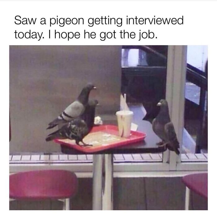 Get Ready to Giggle: 75 Animal Memes That Are Basically Comedy Gold