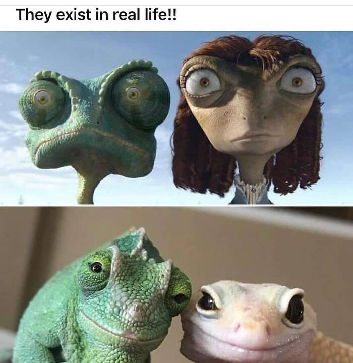 Get Ready to Giggle: 75 Animal Memes That Are Basically Comedy Gold