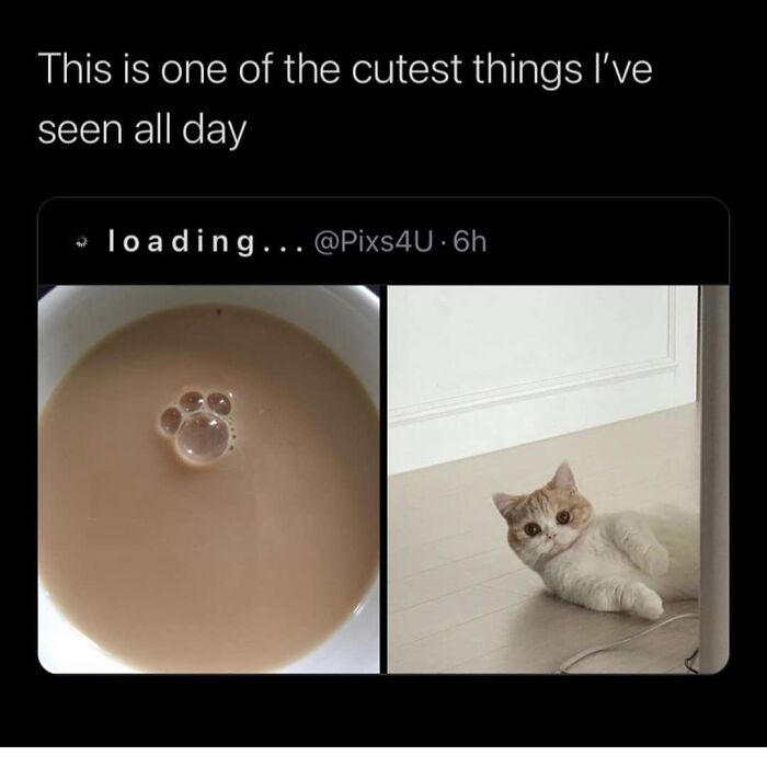 Get Ready to Giggle: 75 Animal Memes That Are Basically Comedy Gold