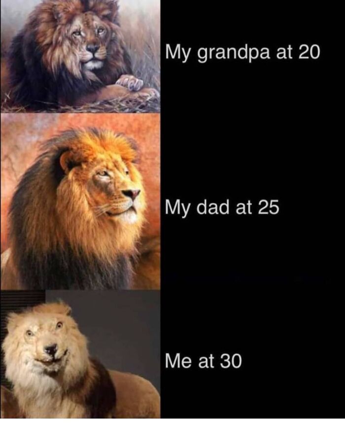 Get Ready to Giggle: 75 Animal Memes That Are Basically Comedy Gold