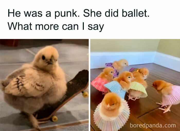 Get Ready to Giggle: 75 Animal Memes That Are Basically Comedy Gold