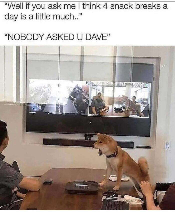 Get Ready to Giggle: 75 Animal Memes That Are Basically Comedy Gold
