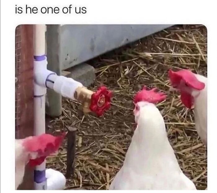 Get Ready to Giggle: 75 Animal Memes That Are Basically Comedy Gold