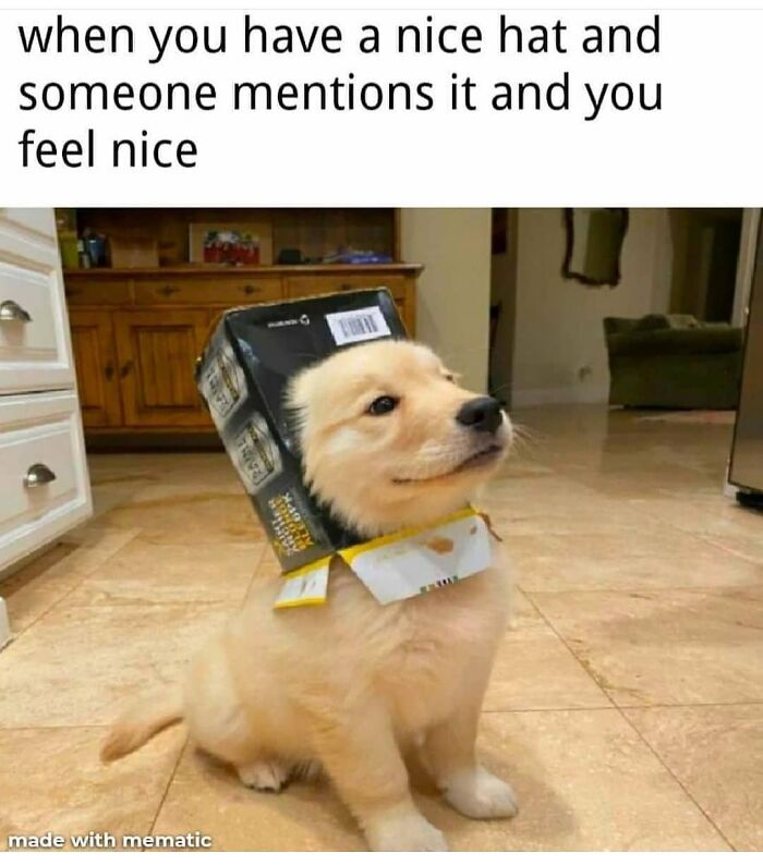 Get Ready to Giggle: 75 Animal Memes That Are Basically Comedy Gold