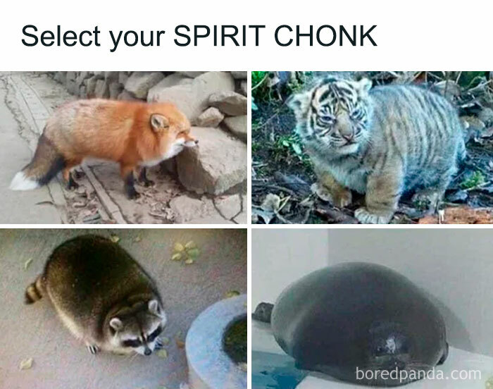 Get Ready to Giggle: 75 Animal Memes That Are Basically Comedy Gold