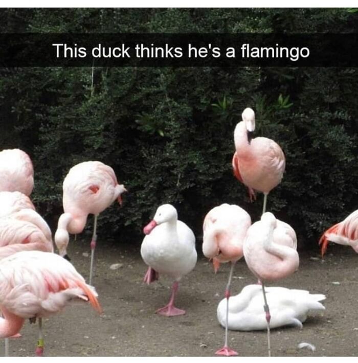 Get Ready to Giggle: 75 Animal Memes That Are Basically Comedy Gold