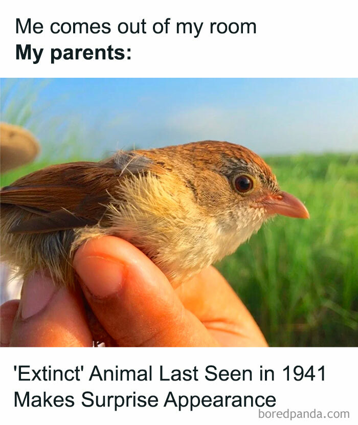 Get Ready to Giggle: 75 Animal Memes That Are Basically Comedy Gold