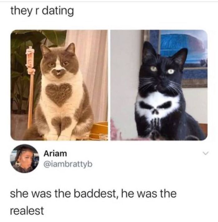 Get Ready to Giggle: 75 Animal Memes That Are Basically Comedy Gold