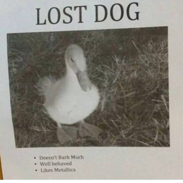 Get Ready to Giggle: 75 Animal Memes That Are Basically Comedy Gold