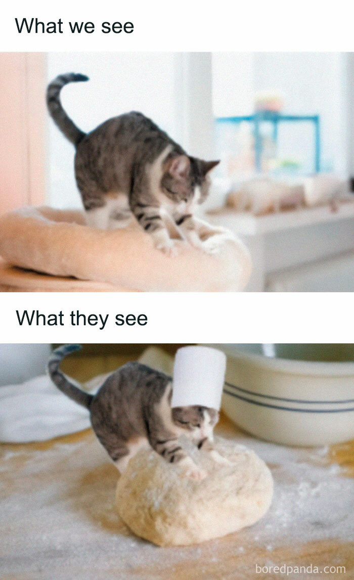 Get Ready to Giggle: 75 Animal Memes That Are Basically Comedy Gold